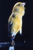 canary