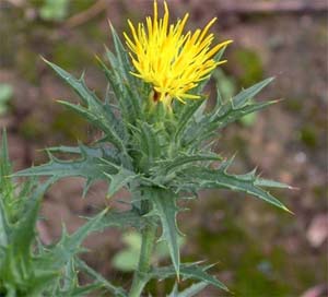 Safflower - Carthamus