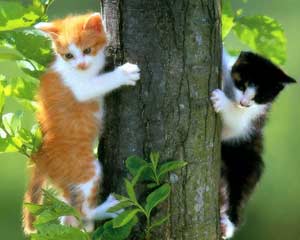 Cats have a unique ability to maintain balance
