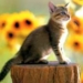 cat always landing on its feet 7412