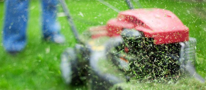 Scientists find a way to convert grass into gasoline in just a few weeks