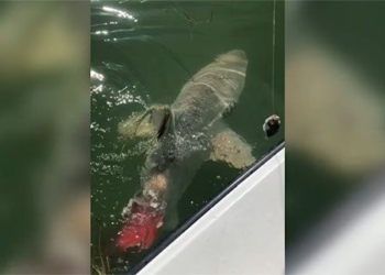 catching a catfish unexpectedly big catfish eats one third of the bait 126754