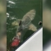 catching a catfish unexpectedly big catfish eats one third of the bait 126754