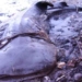 catching a catfish weighing over 1 ton 6958