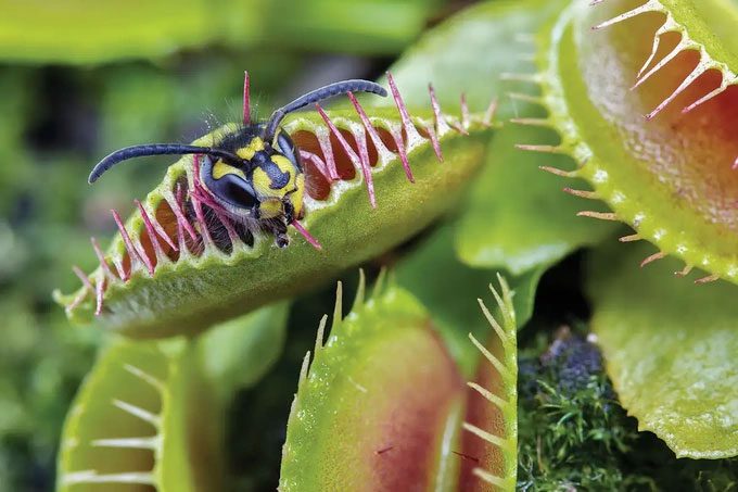Venus flytrap capturing prey