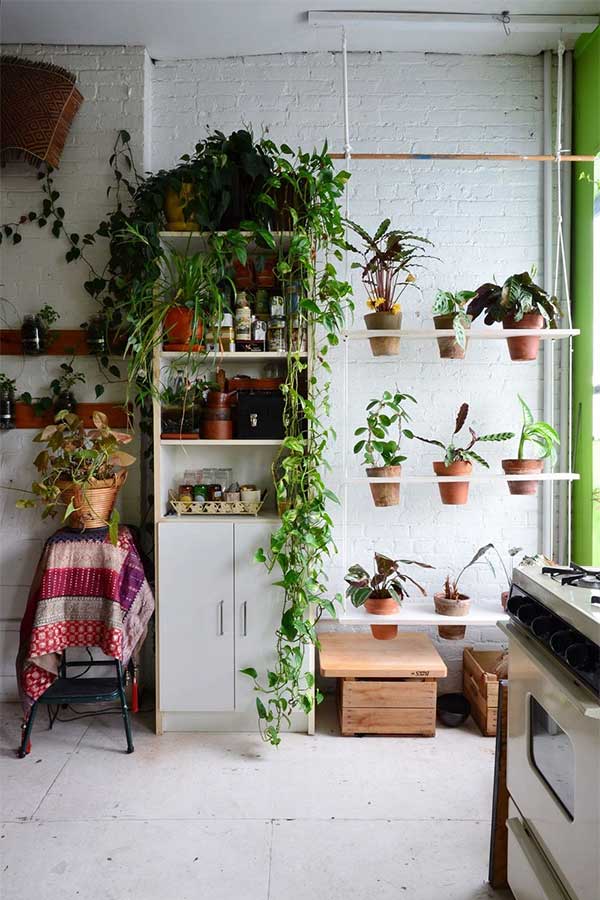 Your plant's leaves turning yellow could also be due to a lack of sunlight.