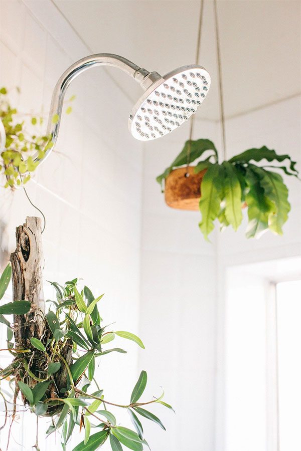 Check the water source for your plant when you notice yellowing leaves.