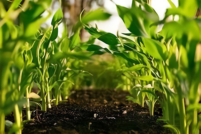 Fertilizers are considered the miracle cure for agriculture.