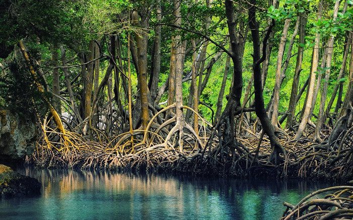 Mangrove forests not only protect coastlines from encroachment but also help expand land.