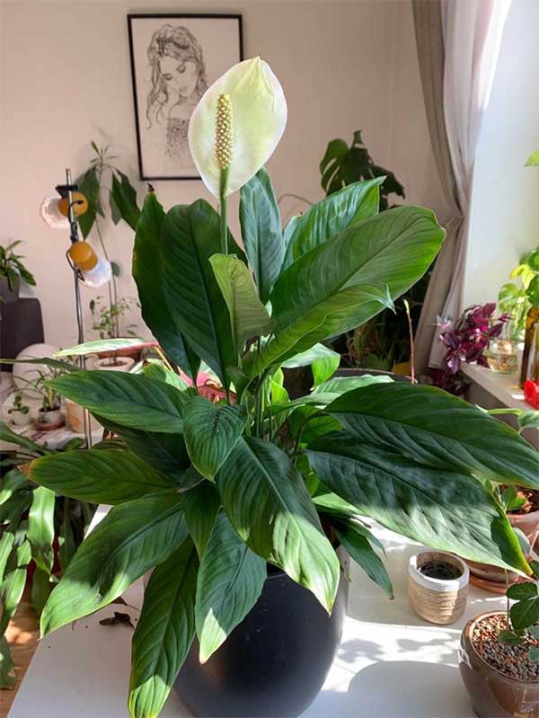 Peace Lily