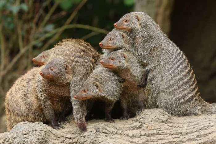 Meerkats have a body length ranging from 30cm to 100cm depending on the individual.