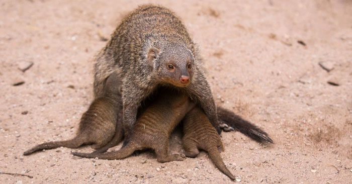 The fighting weapon of this species of meerkat is its long claws.
