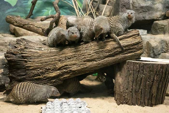 Meerkats possess a resistance mechanism to venom similar to that of honey badgers.