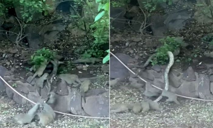 Meerkats form a closed circle and attack the predator.