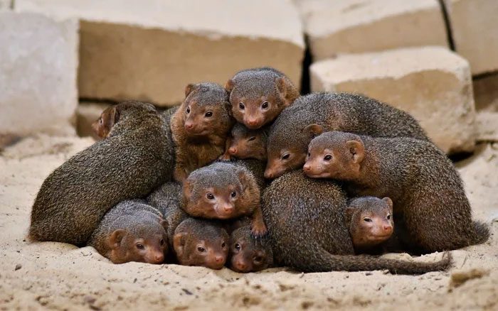 The fur color of meerkats is quite similar to that of domestic cats.