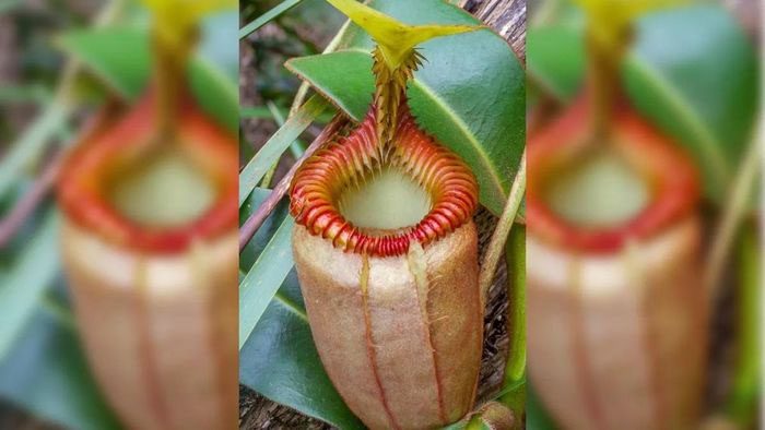 Carnivorous plants.