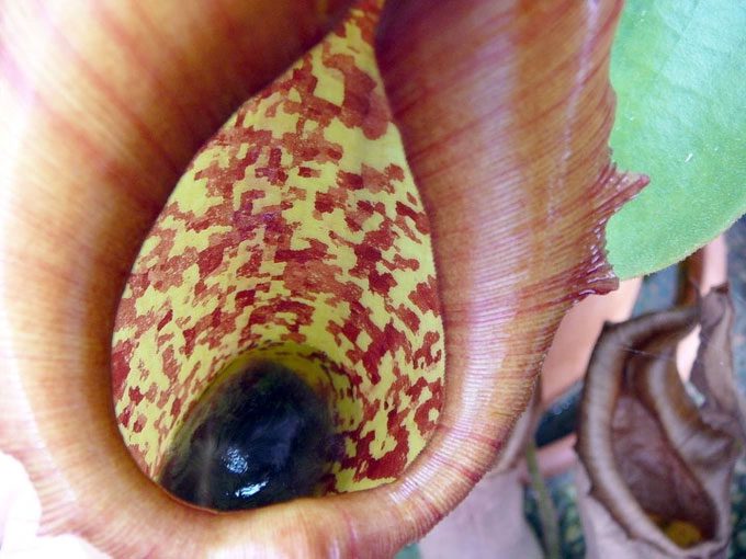 Pitcher plant digesting a mouse