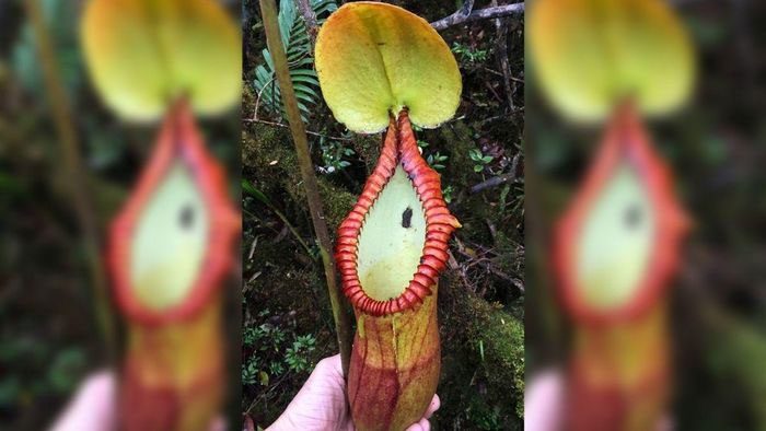 Nepenthes macrophylla with animal dung trapped next to its tubular trap.