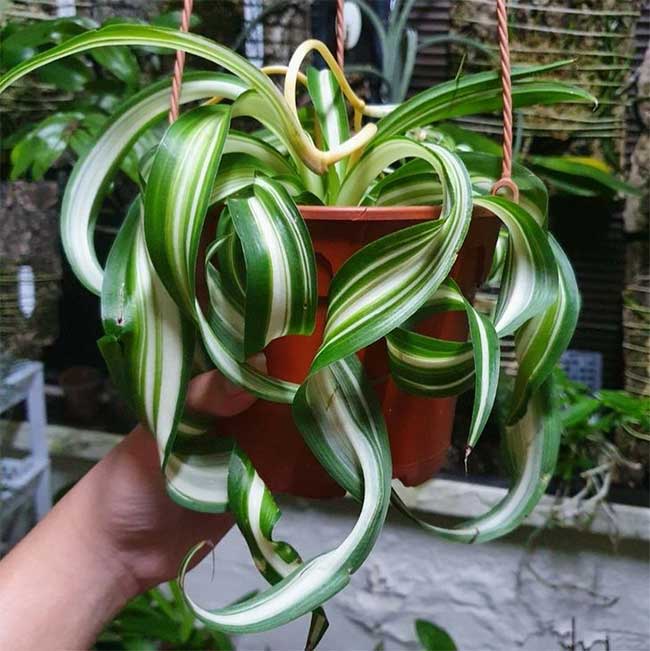Spider Plant