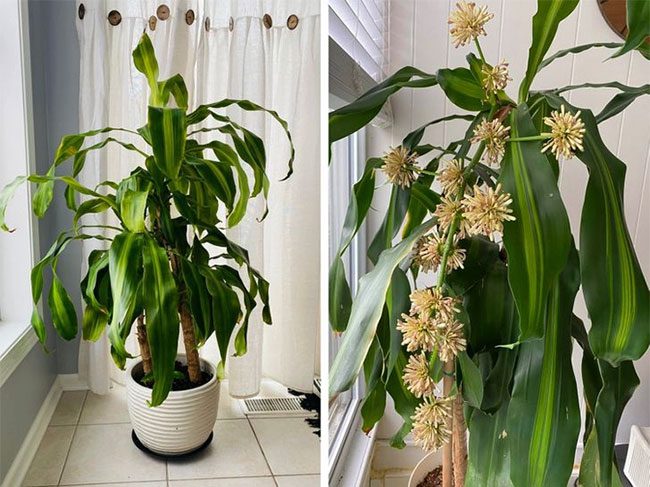 Dracaena