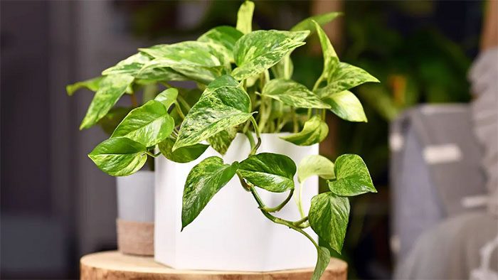 Pothos plants can be genetically modified to filter air better.