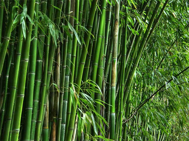 Bamboo
