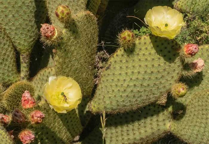 Cacti are replacing snow in many areas of the Alps.