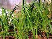 Chives