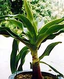 Frangipani