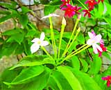 Sử Quân Plant.