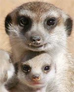 Striped hyenas become independent at 3 months of age.
