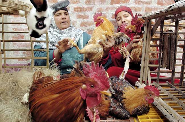 A chicken vendor in Tanta, Egypt.