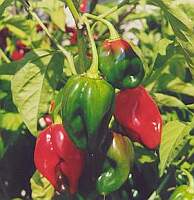 chili
