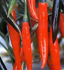 chili ot