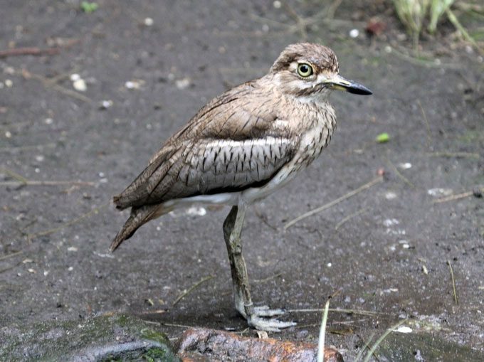 The Autodka bird protects the crocodile's nest from predators