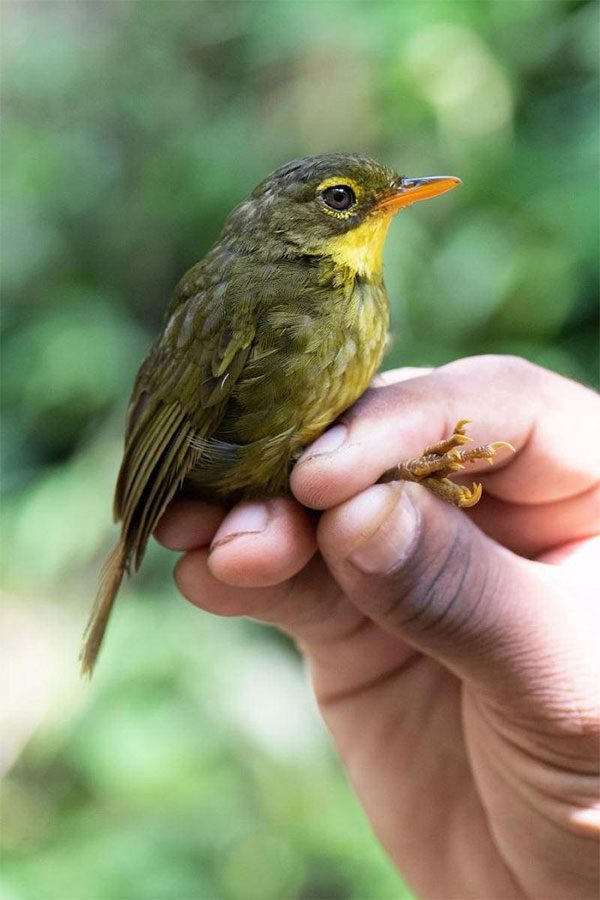 Dusky Tetraka reappears in nature after 24 years.