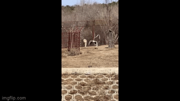 A lion chases a crane as it attempts to escape.
