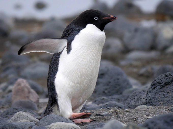Adelie penguin
