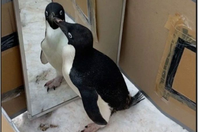 Adelie penguin passing the mirror test
