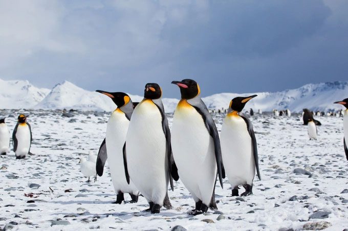 Antarctica is the only place on Earth seemingly safe from PFAS