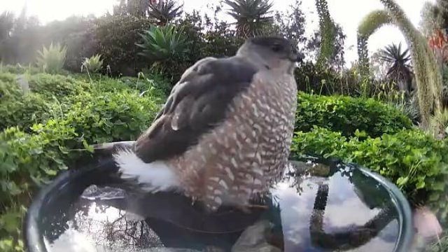 A woman unexpectedly discovers many birds visiting the water bowl to bathe.