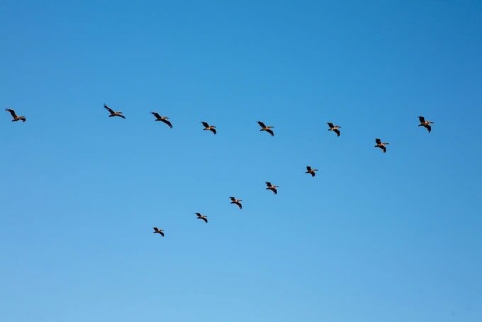 Migratory birds flying in a V formation