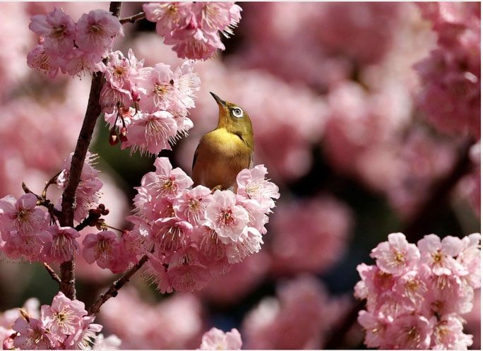 A white-eyed bird on early blooming cherry blossoms in a park in Tokyo, Japan