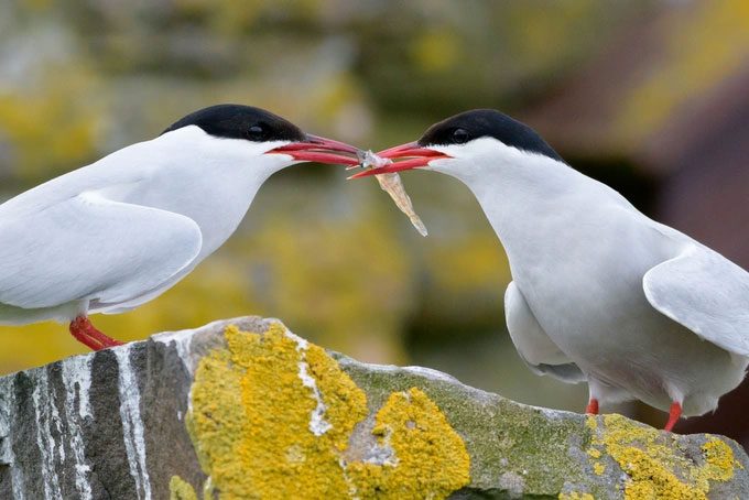 Arctic Tern