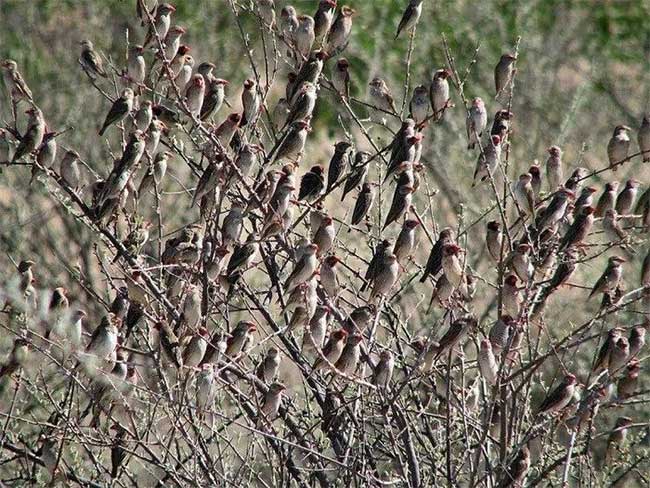 A flock of Quelea birds perched on tree branches.