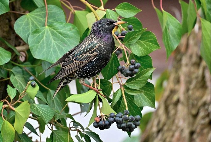 A starling perched on a branch in the colors of spring in Brandenburg, Germany