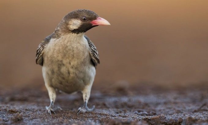 The greater honeyguide bird often leads African locals to honeycombs.