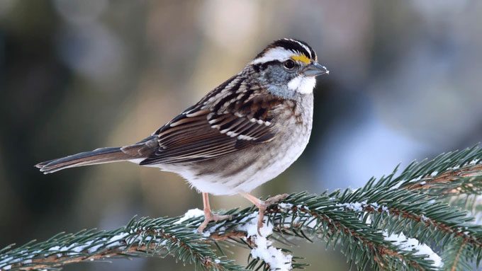White-throated sparrow evolves to possess "4 genders"