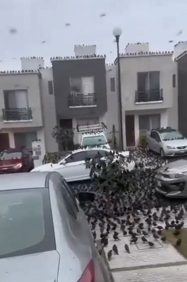 Birds crowding on the streets of Mexico.