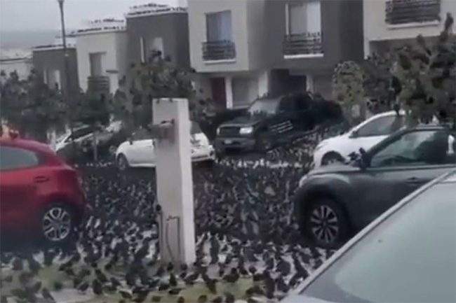 Birds appearing on the streets of Mexico are causing speculation.